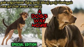 ஒரு நாயின் வீட்டை தேடி சாகச பயணம்TVOTamil Voice OverTamil Dubbed Movies ExplanationTamil Movies [upl. by Parthinia]