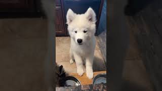 Samoyed Puppy Talking [upl. by Lewes]