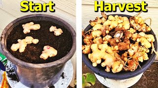 How to Grow Ginger From STORE Bought Ginger in Containers [upl. by Yeneffit]