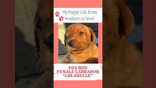 Lulabelles Puppy Life from Birth to Today puppy labpuppies [upl. by Ehcadroj]