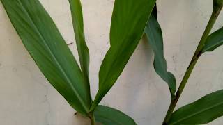 How to Grow amp Care Hedychium coronariumZingiberGulbakawaliKapur kachri khusbudar phool [upl. by Samuele]