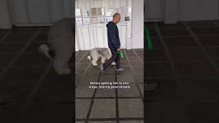 Old English Sheepdog Extreme Leash Pulling [upl. by Ganny985]