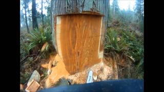 Felling a large western red cedar [upl. by Aticnemrac]