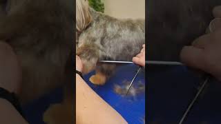 Cómo cortar el pelo a un perro en los flecos con tijera de peluquería canina [upl. by Aicatsanna]