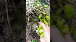 Excellent sour fruits Bilimbi or cucumber treeবিলিম্বিyoutubeshorts ₹ nature garden fruit [upl. by Pooi]