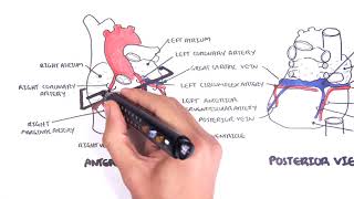 Clinical Anatomy  Cardiac Coronary Vessels left and right coronary artery venous sinus [upl. by Eiclehc]