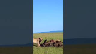 Lion and African Dog Feast Together Wildlife Savanna [upl. by Auhsot]