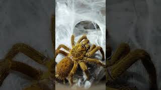 Pterinochilus murinus fypシ゚viral tarantula arachnid animals spider fyp [upl. by Lars279]