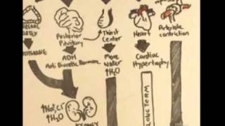 ReninAngiotensinAldosterone System Overview [upl. by Eibbob]