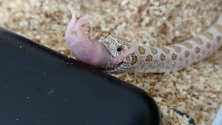 First Hognose Snake Feeding of 2024 [upl. by Anima597]