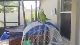 Parrot singing spanish amp talking [upl. by Adnalay]