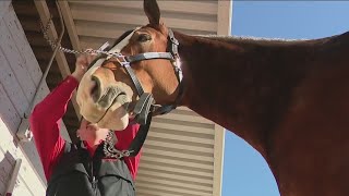 Budweiser Clydesdales to appear in Super Bowl with emotional commercial [upl. by Tareyn]