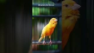 Lagu mewah canary canarysing [upl. by Broddie]