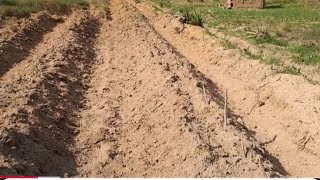 Planting sweet potatoes and maize [upl. by June]