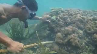 Lombok underwater diving with Betet the octopus catcher [upl. by Bennion]