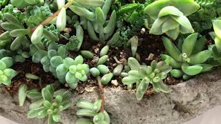 How To Spot Spider Mite Damage On Succulent Plants [upl. by Odlaniger790]