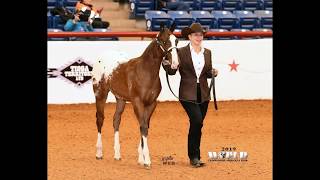 Return of the King 2019 Appaloosa World Show [upl. by Luahs]