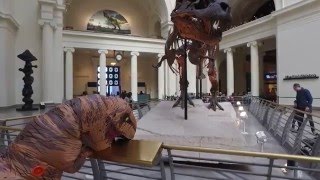 Chicago TRex visits the Field Museum [upl. by Ellirpa991]