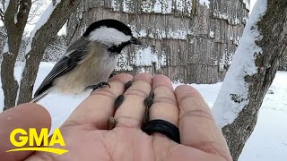 Chickadees eating from photographer’s hand on a snowy day is so mesmerizing to watch [upl. by Okiram]