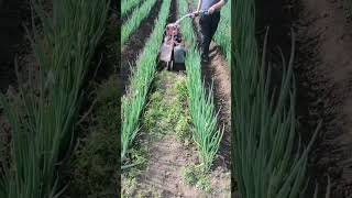 Green onion planting and weeding in traditional methods shorts farming [upl. by Deadman]