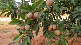 Chikoo Sapota Trees [upl. by Eniawtna]