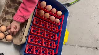 Unboxing of our Borotto Real 24 Incubator and first hatch of chicks EP 63 [upl. by Netneuq]