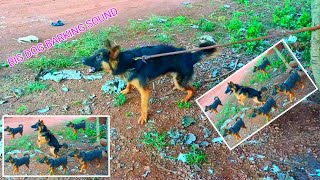 Big Dog Barking Sound  How to Make Your Dog Bark [upl. by Ahsoyek]