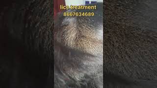 How to remove nits and lice nits hair lice nits and lice peenu eeru removal nits removal [upl. by Edylc]