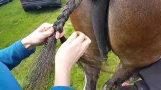 Clydesdale tail preparation for show UK method 2 [upl. by Tnilc413]