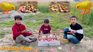 100 Baby Chicks 🐤 Hamare New Chozha 😍 Dawood Sabir Vlogs [upl. by Powers]