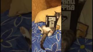 Cute Kitty Enjoys a Little Light Reading [upl. by Aneeroc]