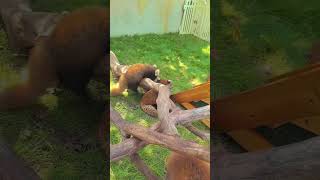 WOW adorable red panda🍼🍼🍼 amsr foryou ailurusfulgens redpanda fpy zoo cute [upl. by Leid]