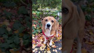 B is for Beagle and also… beaglelife ilovemybeagle [upl. by Bazar]