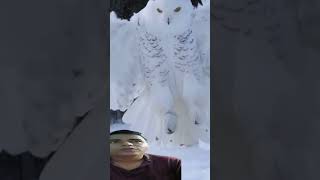 The Gorgeous Snow owl 🦉😯🦉  shorts owl snowowl [upl. by Wyler]