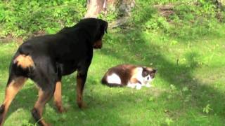 Cat vs Rottweiler  NEW [upl. by Guilbert]