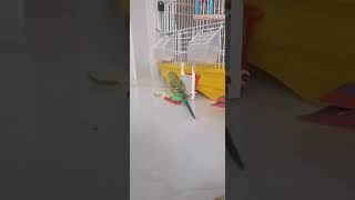 Кеша разговаривоет 🦜🔥🥰 birds parrot bird [upl. by Nosyarg]