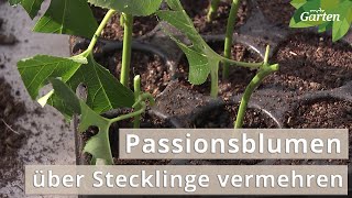 Passionsblumen über Stecklinge vermehren So gehts  MDR [upl. by Einolem]