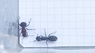 Myrmicaria natalensis Kenya vs Camponotus vagus Russia 30092023 [upl. by Jerad]