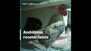 Rooster faints after crowing for too long without pause [upl. by Vernier]