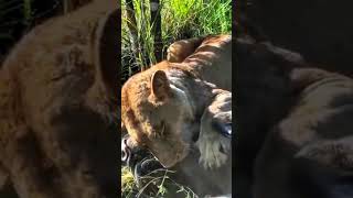 Epic Lioness Hunt Warthog Pumbaas Escape Fails Again SurvivalOfTheFittest Lions Warthog [upl. by Varuag]