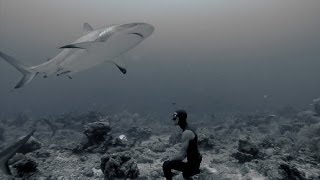 Freediving with Sharks [upl. by Oiramed949]