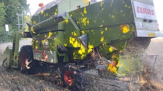 Claas dominotor 58s w akcji koszenie żyta 2024r [upl. by Auhso]