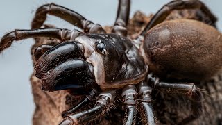 Atypus karschi feeding Purse web spider [upl. by Bresee]