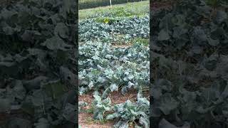 Collards Green Farm [upl. by Tiemroth]