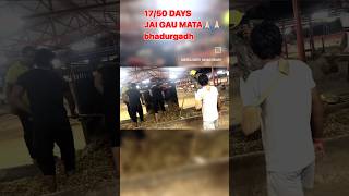 Jai gau mata ki bhai subscribe kr lo [upl. by Naveb]