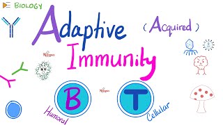 Adaptive Acquired Immunity  Immunology  Biology 🧬 of Immune System [upl. by Yuh848]