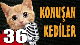 Konuşan Kediler 36  En Komik Kedi Videoları [upl. by Evilc630]