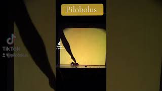 Microdose Pilobolus from Shadowland the Transformation [upl. by Seely]