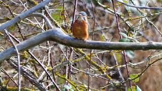 Eisvogel an der Brenz 🙃🙂 [upl. by Arahset]