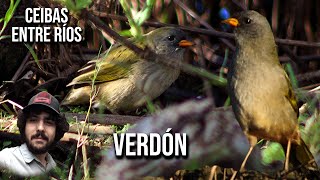 Verdón 4K Embernagra platensis Cotorra de bañado Sabiá do banhado Pampa finch [upl. by Cardon]